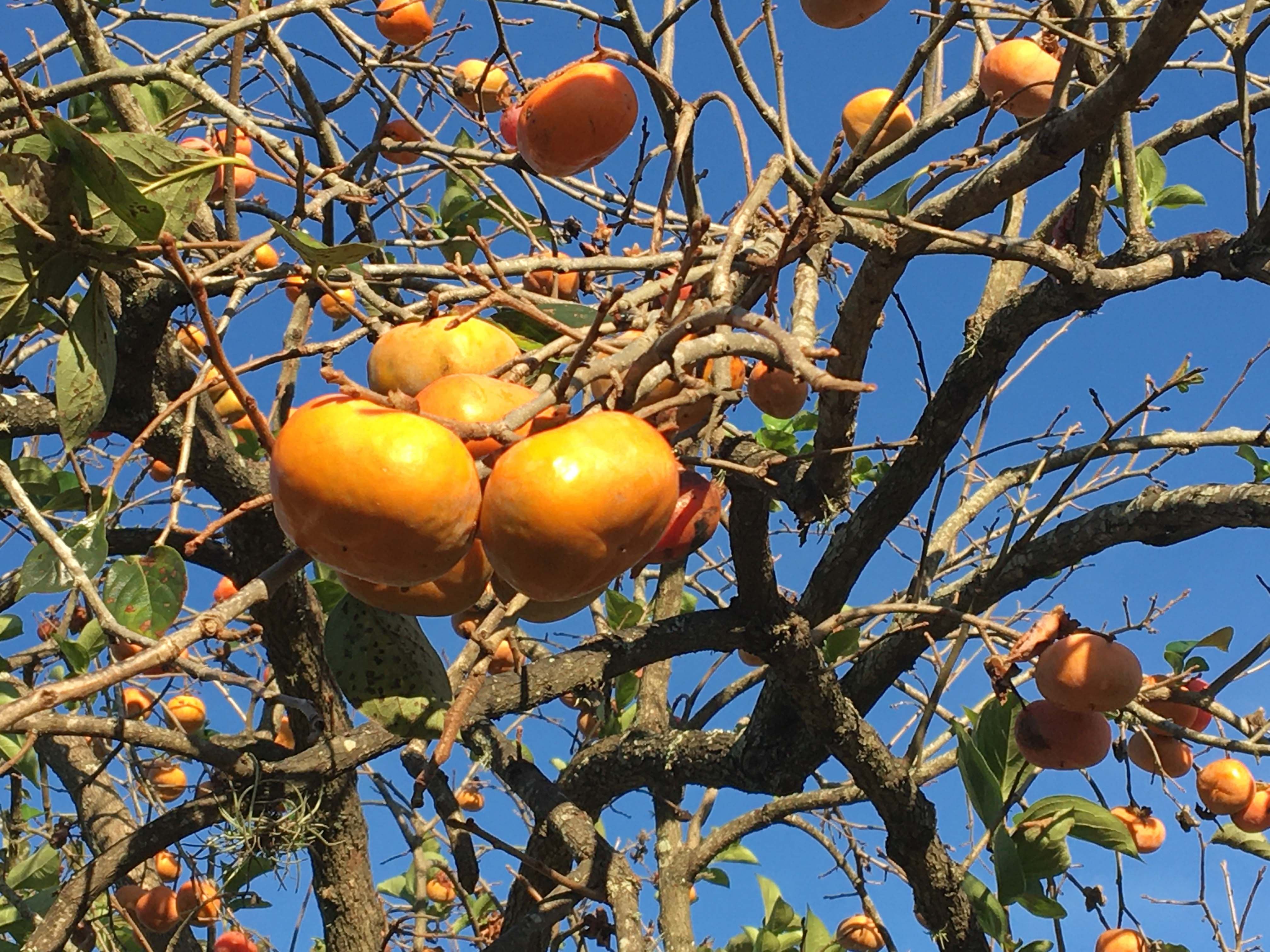 Persimmon fruit hangs on the trees in fall even after leaves have droppedJPG